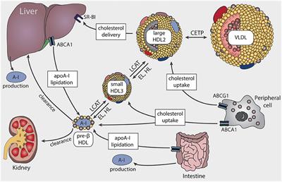 Frontiers Dietary Strategies to Improve Cardiovascular Health